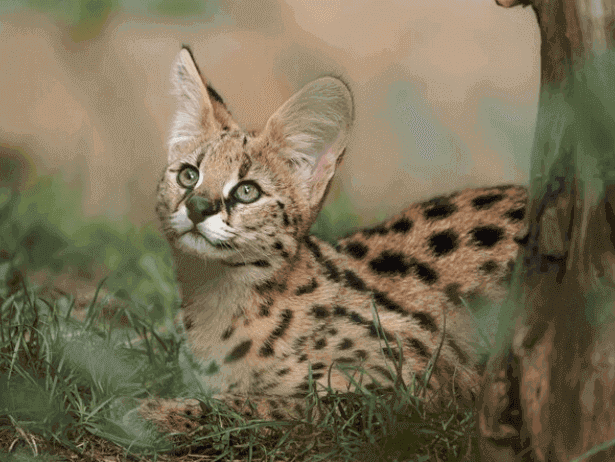 Can a serval cat kill a human?