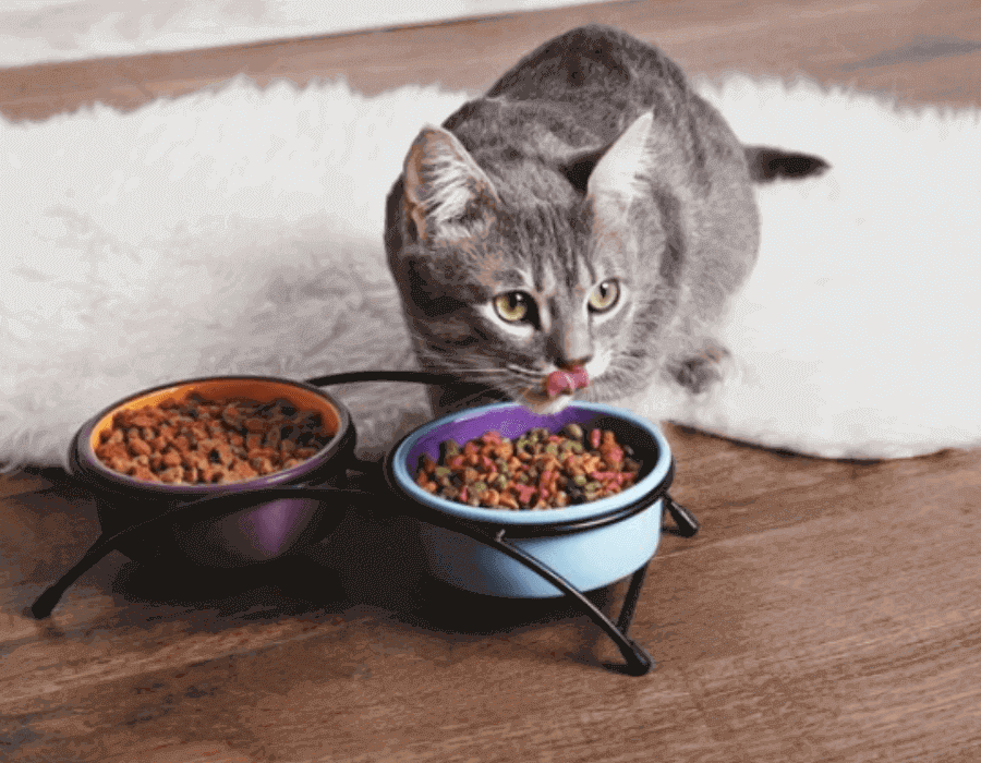 American Journey Cat Food